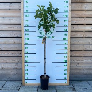 Figovník (Ficus carica) ´BROWN TURKEY´ - výška 120-150 cm, kont. C6L - NA KMIENKU (-20°C)